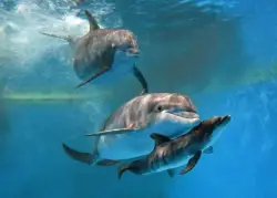 Bottlenose dolphin born at Brookfield Zoo Chicago, and baby is 'very strong'
