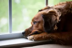 Dog owners who dwell on work stress may pass anxiety to their pooch: study
